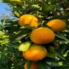 房総十字園の美味しそうなみかん