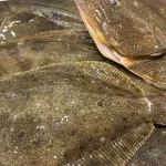 孝進丸ヒラメ仕掛けで釣った捌く前のヒラメ