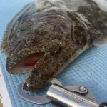 ライトヒラメ釣りのおすすめロッドで釣ったヒラメ