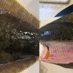 ヒラメの5枚おろし